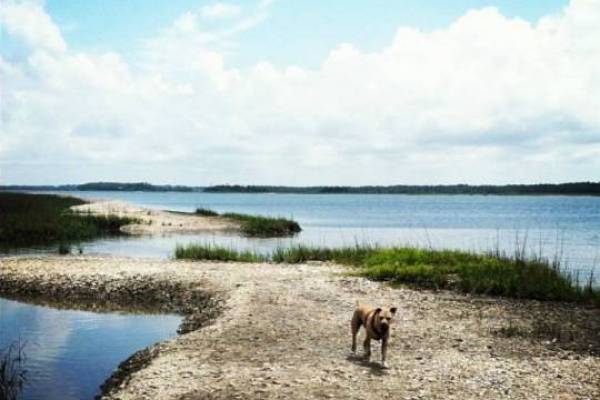 dog running along the grass with water on each side of the land