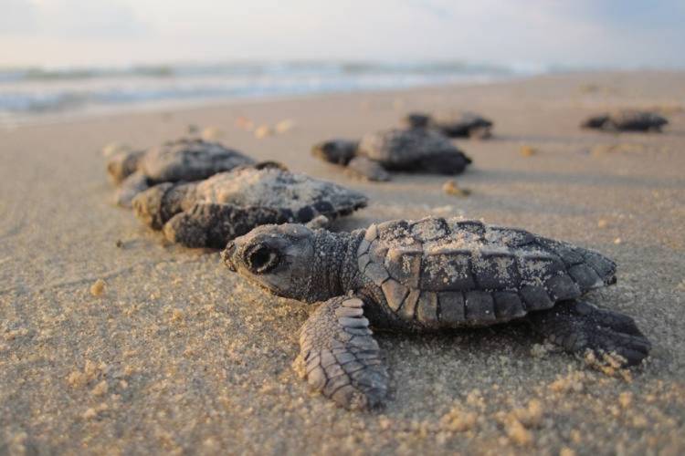 baby sea turtle hatchlings on the beach heading toward the water