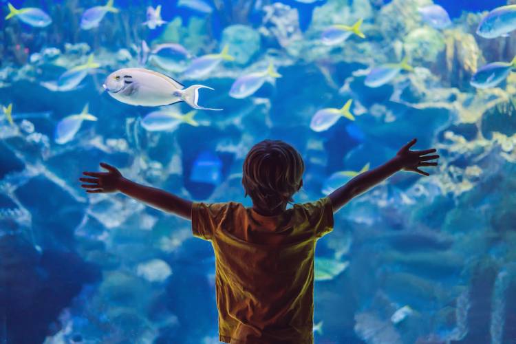 boy at aquarium 