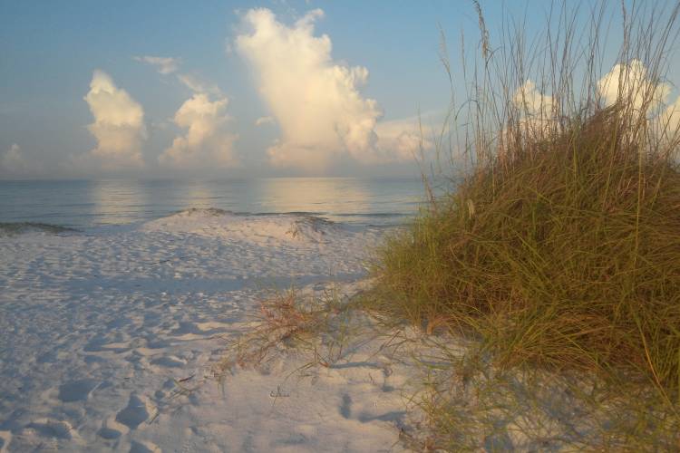 beach and dunes