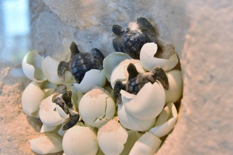 Sea Turtles Hatching