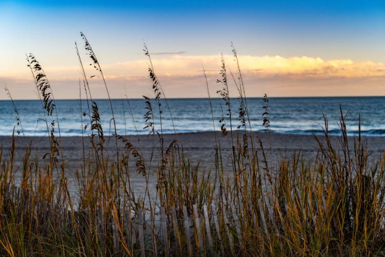 sea oats with beach and ocean in background