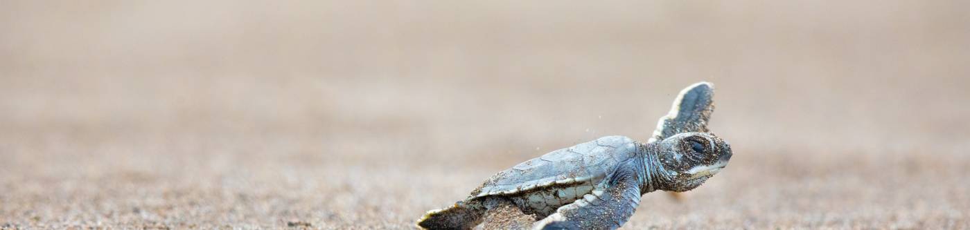 A Sea Turtle making its way to the ocean