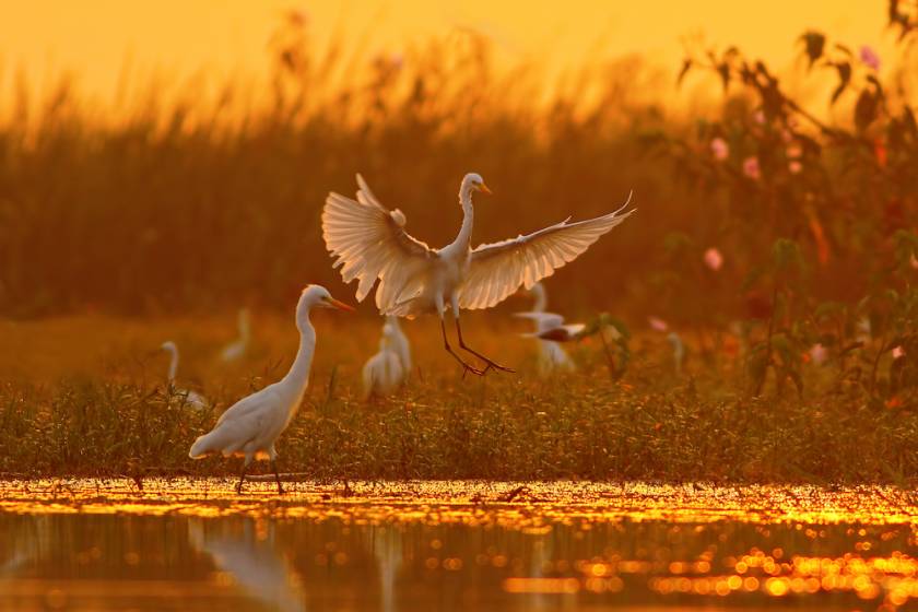 birds in water