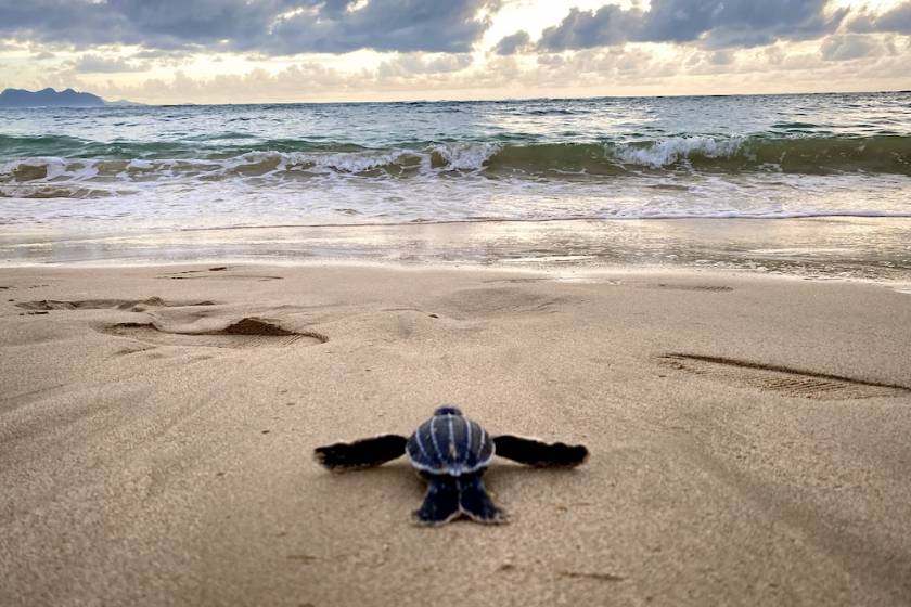 sea turtle baby nearing water's edge