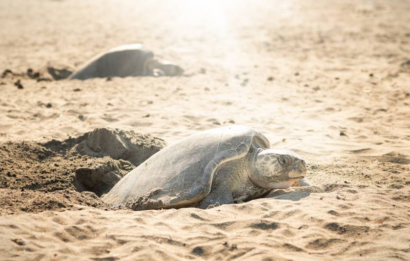 female sea turtles laying eggs